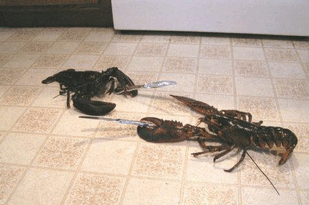 *