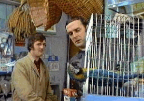 Monty Pythons Dead Parrot sketch named the shows greatest moment  Daily  Mail Online
